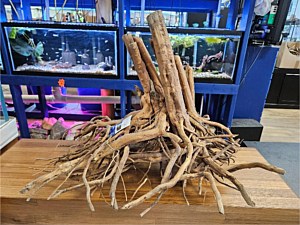Wood Roots